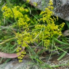 Adiantum aethiopicum at Bungendore, NSW - suppressed