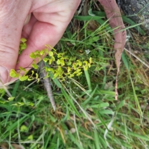 Adiantum aethiopicum at Bungendore, NSW - suppressed