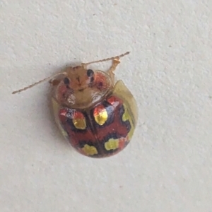 Paropsisterna gloriosa at Bredbo, NSW - suppressed