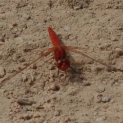 Diplacodes haematodes (Scarlet Percher) at Namadgi National Park - 28 Oct 2023 by JohnBundock