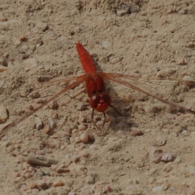 Diplacodes haematodes (Scarlet Percher) at Namadgi National Park - 28 Oct 2023 by JohnBundock