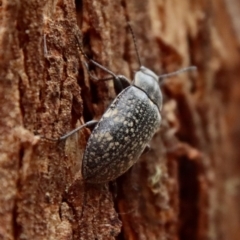 Pachycoelia sp. (genus) (A darkling beetle) at Mongarlowe, NSW - 28 Oct 2023 by LisaH