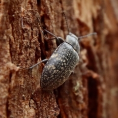 Lepispilus sp. (genus) (Yellow-spotted darkling beetle) at QPRC LGA - 28 Oct 2023 by LisaH