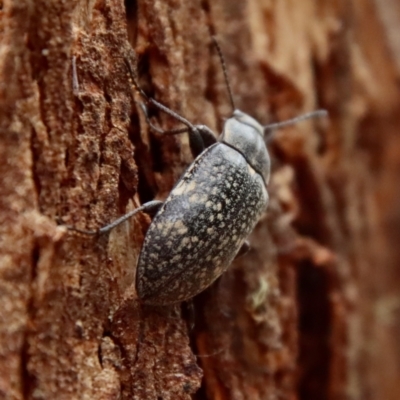 Pachycoelia sp. (genus) (A darkling beetle) at Mongarlowe, NSW - 28 Oct 2023 by LisaH