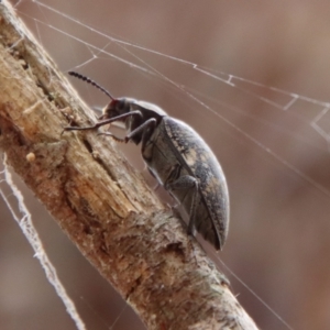 Lepispilus sp. (genus) at QPRC LGA - 28 Oct 2023