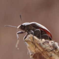 Lepispilus sp. (genus) at QPRC LGA - 28 Oct 2023