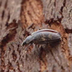 Lepispilus sp. (genus) at QPRC LGA - 28 Oct 2023