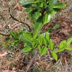 Prunus laurocerasus at QPRC LGA - 28 Oct 2023 by LisaH