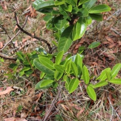 Prunus laurocerasus at QPRC LGA - 28 Oct 2023 by LisaH