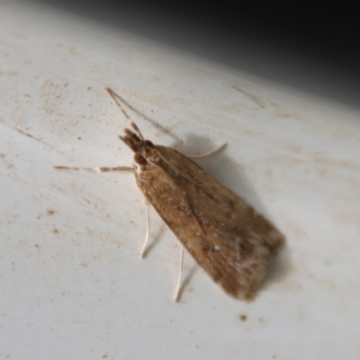 Eudonia cleodoralis (A Crambid moth) at QPRC LGA - 28 Oct 2023 by LisaH