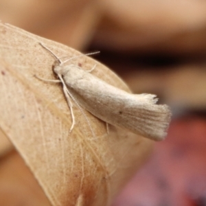 Oecophoridae (family) at Mongarlowe, NSW - suppressed