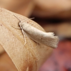 Oecophoridae (family) (Unidentified Oecophorid concealer moth) at Mongarlowe, NSW - 28 Oct 2023 by LisaH