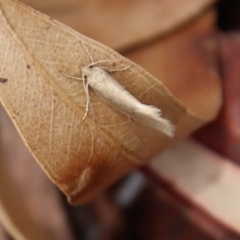 Oecophoridae (family) at Mongarlowe, NSW - suppressed