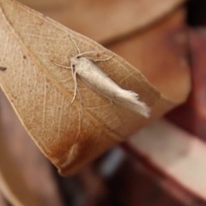 Oecophoridae (family) at Mongarlowe, NSW - suppressed