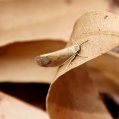 Oecophoridae (family) at Mongarlowe, NSW - suppressed