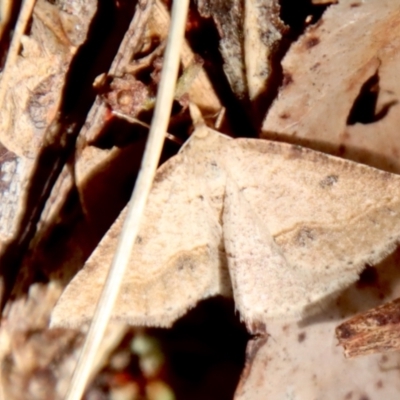 Taxeotis stereospila (Oval-spot Taxeotis (Oenochrominae) at Mongarlowe, NSW - 28 Oct 2023 by LisaH