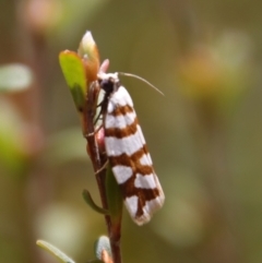 Technitis desmotana (A tortrix or leafroller moth) at Mongarlowe, NSW - 28 Oct 2023 by LisaH