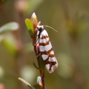 Technitis desmotana at Mongarlowe, NSW - 28 Oct 2023