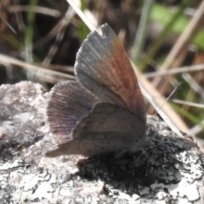 Erina acasta (Blotched Dusky-blue) at Namadgi National Park - 28 Oct 2023 by JohnBundock