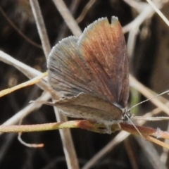 Erina acasta at Rendezvous Creek, ACT - 28 Oct 2023 02:11 PM