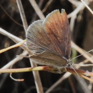 Erina acasta at Rendezvous Creek, ACT - 28 Oct 2023 02:11 PM