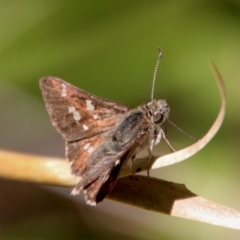 Pasma tasmanica (Two-spotted Grass-skipper) at QPRC LGA - 28 Oct 2023 by LisaH