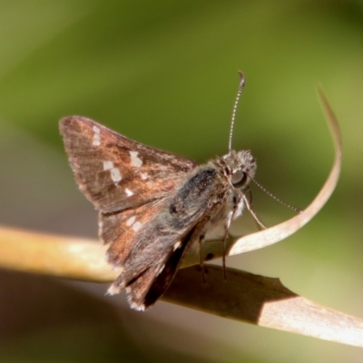 Pasma tasmanica (Two-spotted Grass-skipper) at Mongarlowe River - 28 Oct 2023 by LisaH
