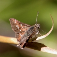 Pasma tasmanica (Two-spotted Grass-skipper) at Mongarlowe, NSW - 28 Oct 2023 by LisaH