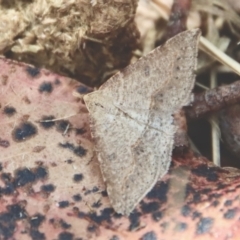 Taxeotis stereospila (Taxeotis stereospila) at Mongarlowe, NSW - 28 Oct 2023 by LisaH