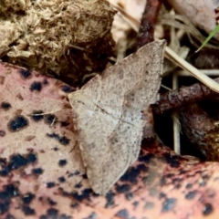 Taxeotis stereospila at Mongarlowe, NSW - 28 Oct 2023