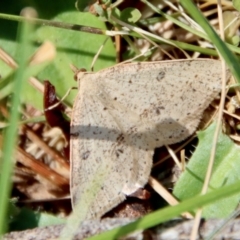 Taxeotis stereospila (Taxeotis stereospila) at Mongarlowe, NSW - 28 Oct 2023 by LisaH