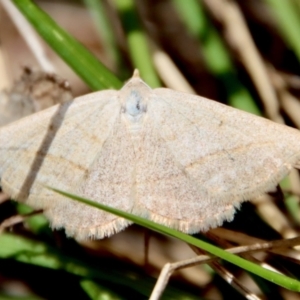 Taxeotis endela at Mongarlowe, NSW - 28 Oct 2023