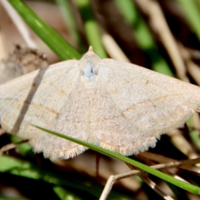 Taxeotis endela (Looper or geometer moth) at Mongarlowe River - 28 Oct 2023 by LisaH