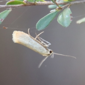 Philobota (genus) at Mongarlowe, NSW - 28 Oct 2023