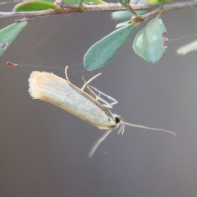 Philobota (genus) (Unidentified Philobota genus moths) at QPRC LGA - 28 Oct 2023 by LisaH