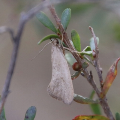 Philobota (genus) (Unidentified Philobota genus moths) at Mongarlowe River - 28 Oct 2023 by LisaH