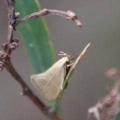 Zacorus carus (Wingia group moth) at QPRC LGA - 28 Oct 2023 by LisaH