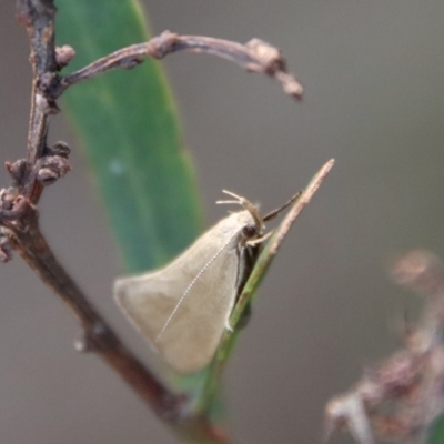 Zacorus carus (White Wingia) at Mongarlowe, NSW - 28 Oct 2023 by LisaH