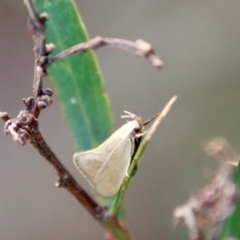 Zacorus carus at Mongarlowe, NSW - 28 Oct 2023