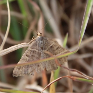 Dichromodes (genus) at Mongarlowe, NSW - suppressed