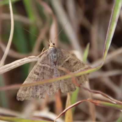 Dichromodes (genus) (unidentified Heath Moth) at Mongarlowe River - 28 Oct 2023 by LisaH
