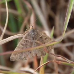 Dichromodes (genus) (unidentified Heath Moth) at Mongarlowe, NSW - 28 Oct 2023 by LisaH