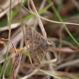 Dichromodes (genus) at Mongarlowe, NSW - suppressed