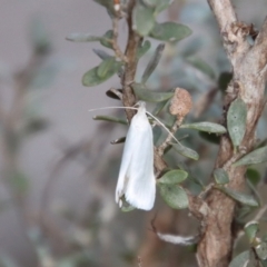 Zacorus carus (White Wingia) at Mongarlowe, NSW - 28 Oct 2023 by LisaH