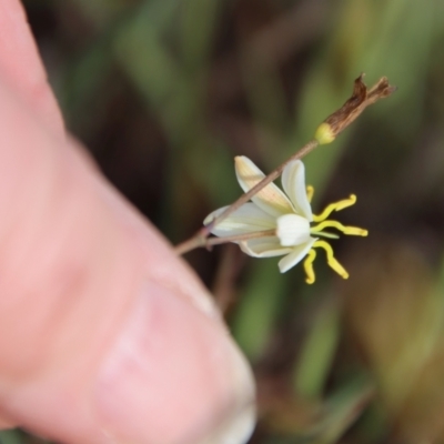 Thelionema umbellatum (Clustered Lily) at QPRC LGA - 28 Oct 2023 by LisaH