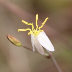 Thelionema caespitosum at Mongarlowe, NSW - suppressed