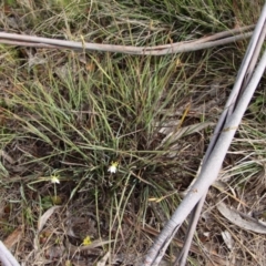 Thelionema caespitosum at Mongarlowe, NSW - suppressed