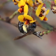 Leioproctus sp. (genus) (Plaster bee) at Mongarlowe, NSW - 28 Oct 2023 by LisaH