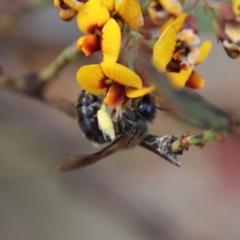 Leioproctus sp. (genus) (Plaster bee) at QPRC LGA - 28 Oct 2023 by LisaH