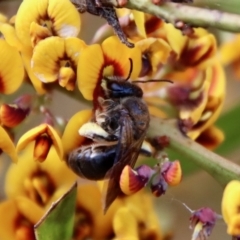 Leioproctus sp. (genus) at Mongarlowe, NSW - suppressed